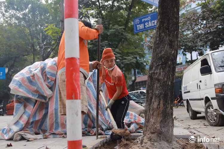 Công nhân đang đào bới gạch cũ ở gốc cây để xây bằng gạch khác.