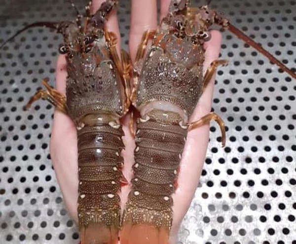 Tôm hùm 28.000 đồng/con, có nên mua về sử dụng?