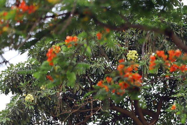 Phó Thủ tướng Vương Đình Huệ: Chính phủ đã tính toán thời điểm tăng giá điện nhưng không dự đoán được hoa sữa nở tháng 5 - Ảnh 2.