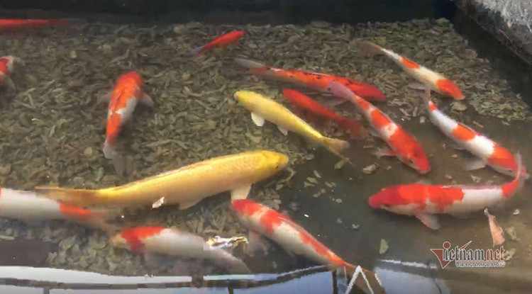 Cảnh dỡ 'bảo bối' Nhật làm sạch sông Tô Lịch, rút cá koi về hồ Tây