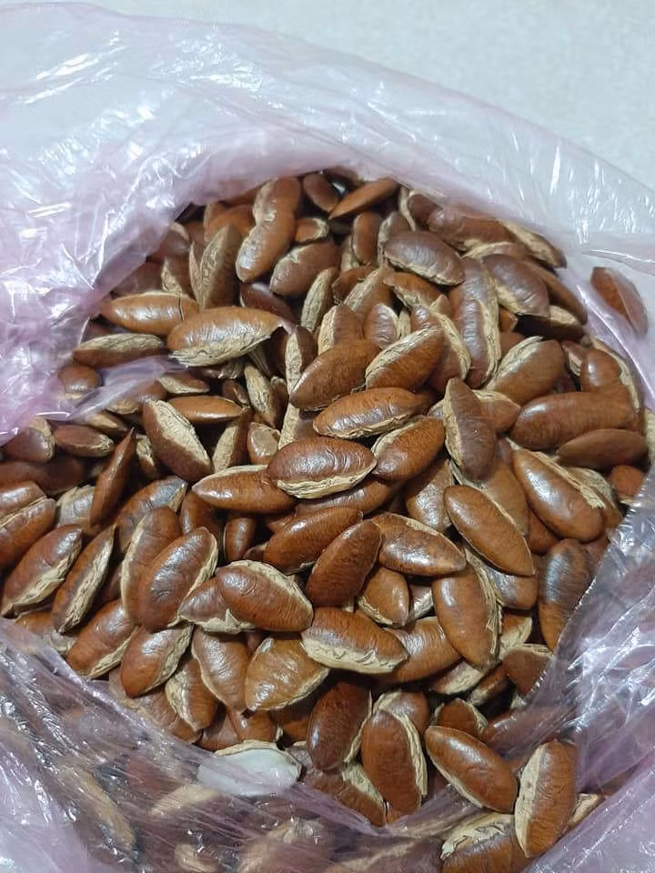 Ăn hạt Kơnia, Hà thành đua nhau mua đồ rừng đãi khách ngày Tết