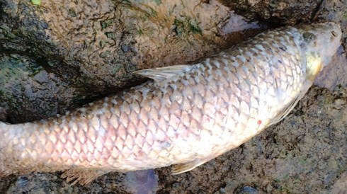 Cá chết nơi đây có nhiều kích cỡ khác nhau, có những con ước tính trọng lượng trên 3kg.