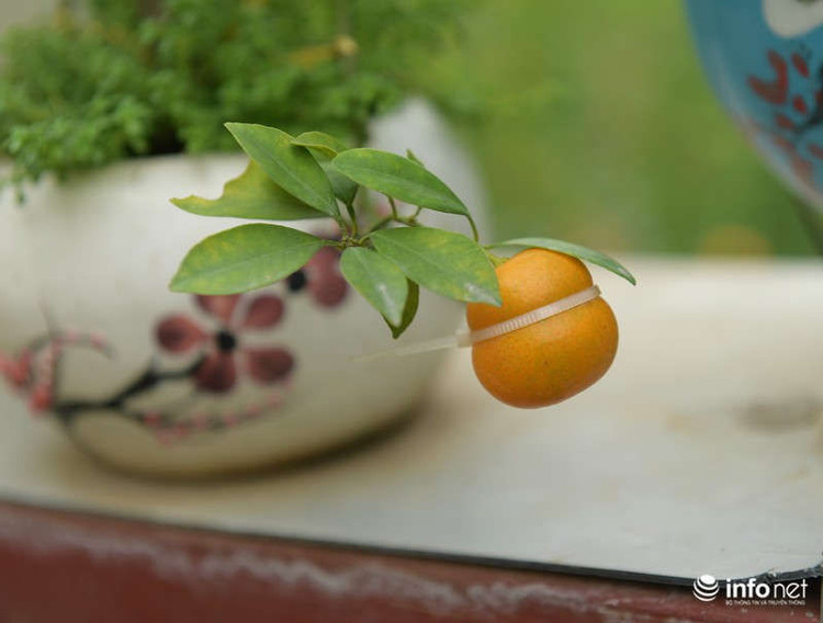 Được biết, năm trước quất hồ lô trong những chậu gốm sứ hình con lợn của nhà bà Mai "đắt hàng như tôm tươi". Mức giá năm ngoái dao động từ 300.000 đến 1 triệu đồng/chậu quất loại này thì năm nay giá bán chỉ còn một nửa, từ 100.000 - 500.000 đồng/chậu.