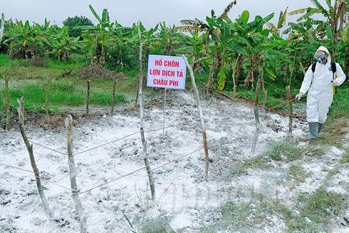 Tiêu hủy lợn mắc bệnh dịch tả lợn châu Phi