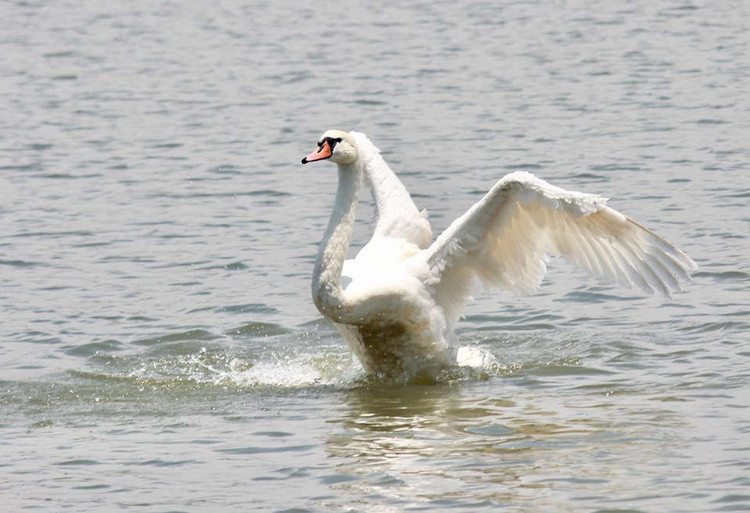 xuat hien 2 dan thien nga tung tang kiem an o ho ngoai thanh ha noi hinh anh 12