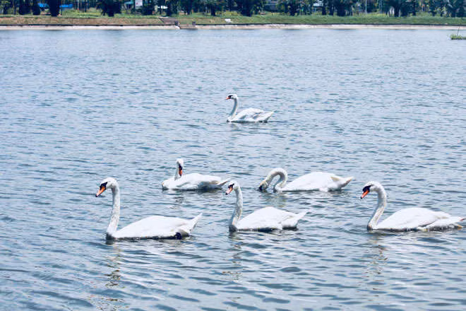 xuat hien 2 dan thien nga tung tang kiem an o ho ngoai thanh ha noi hinh anh 1