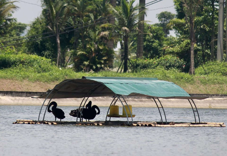 xuat hien 2 dan thien nga tung tang kiem an o ho ngoai thanh ha noi hinh anh 7