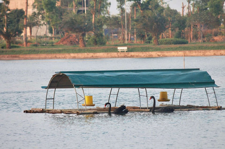 xuat hien 2 dan thien nga tung tang kiem an o ho ngoai thanh ha noi hinh anh 8