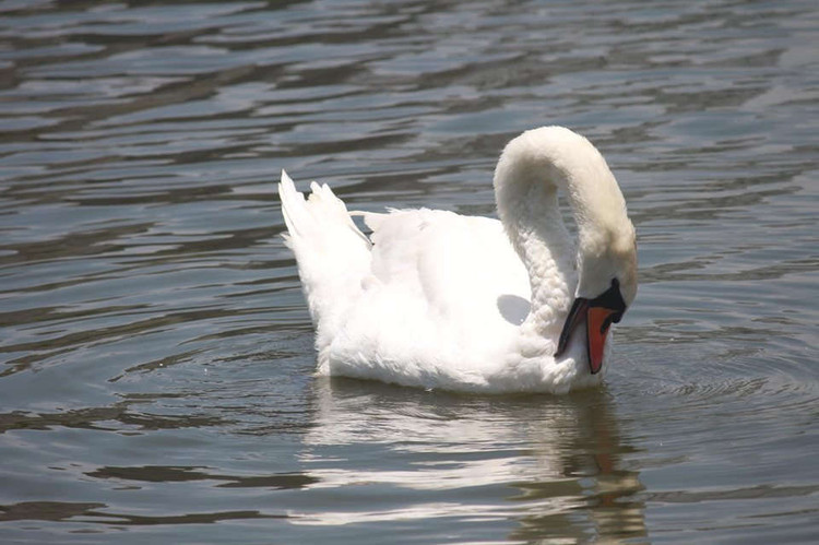 xuat hien 2 dan thien nga tung tang kiem an o ho ngoai thanh ha noi hinh anh 11