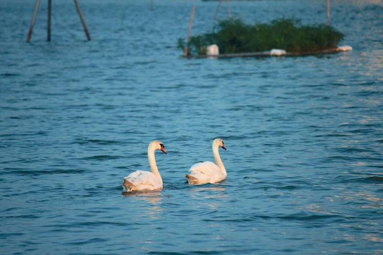 xuat hien 2 dan thien nga tung tang kiem an o ho ngoai thanh ha noi hinh anh 14