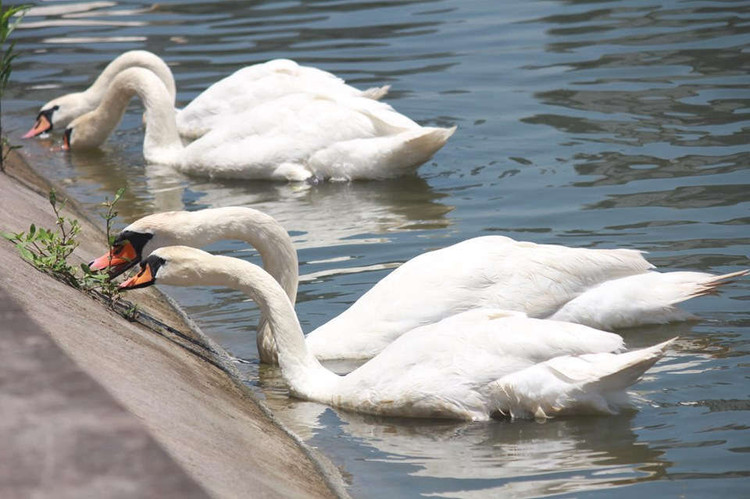 xuat hien 2 dan thien nga tung tang kiem an o ho ngoai thanh ha noi hinh anh 13