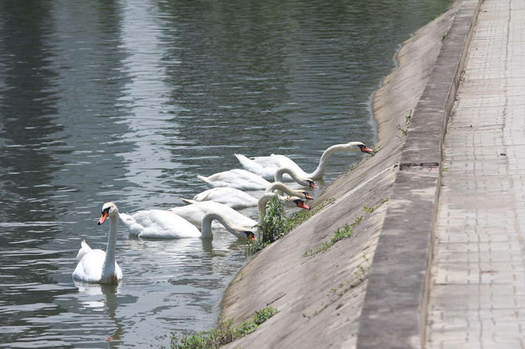 xuat hien 2 dan thien nga tung tang kiem an o ho ngoai thanh ha noi hinh anh 10