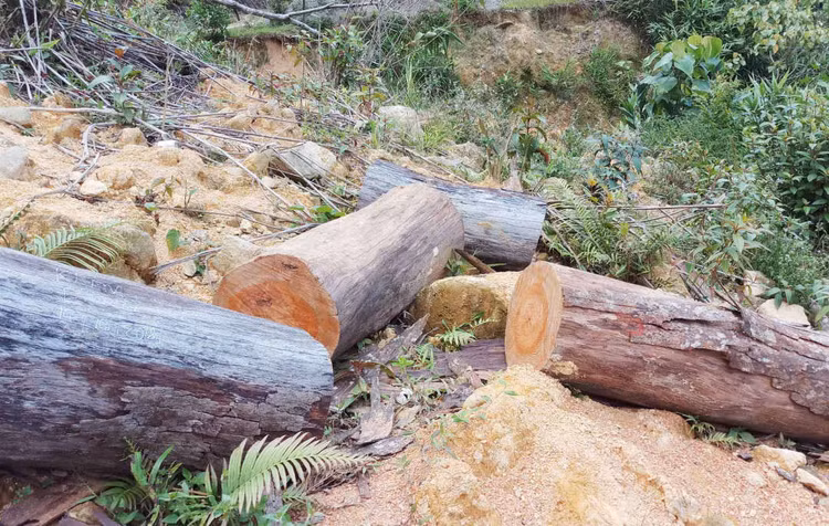 Tuyến đường cũng là nơi dành cho lâm tặc vận chuyển gỗ lậu, trong ảnh là gỗ do lâm tặc để lại