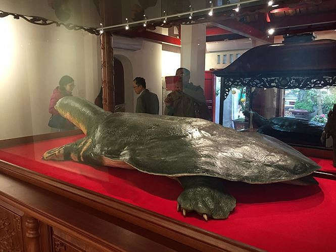 cụ rùa hồ gươm cuối cùng - ảnh 1