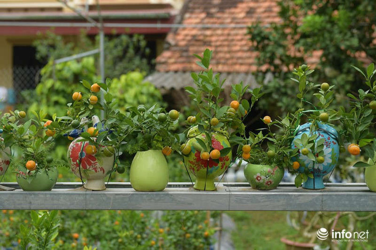 Những chậu quất xinh xinh với hình dáng quả lạ mắt khiến nhiều người ưa thích.