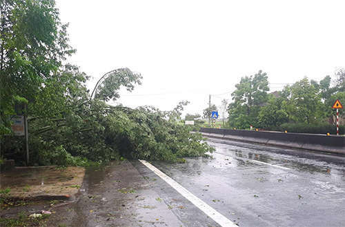 Cây xanh bật gốc bên quốc lộ đoạn qua huyện Can Lộc. Ảnh: Đức Hùng