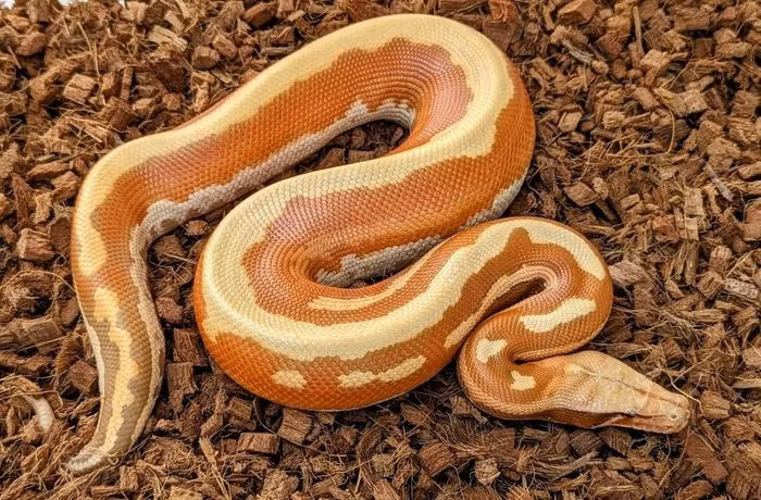 Bi an loai “tran mau” quy hiem bac nhat trong Sach do Viet Nam-Hinh-7