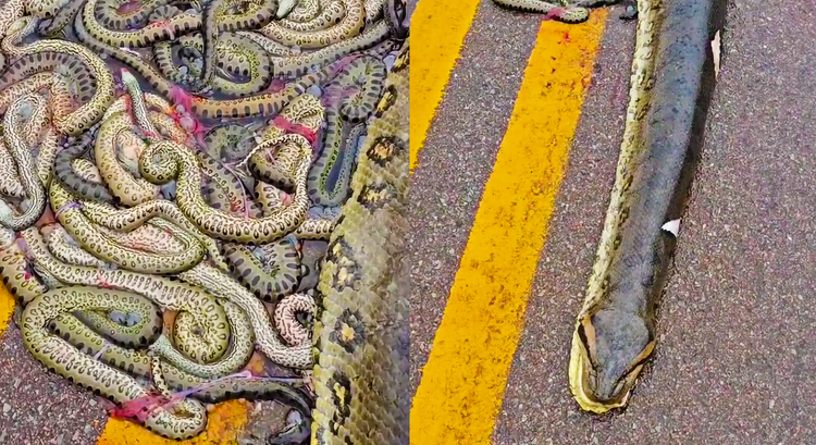 Ron nguoi dan 'quai thu' 40 con nam luc nhuc quanh xac me-Hinh-3