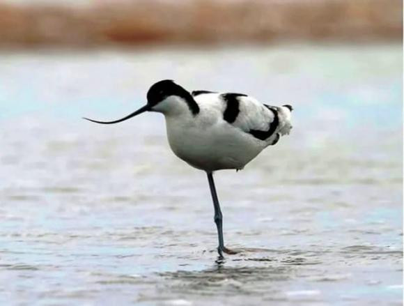 Sung sot 10 loai chim co ten goi doc la nhat Viet Nam-Hinh-4