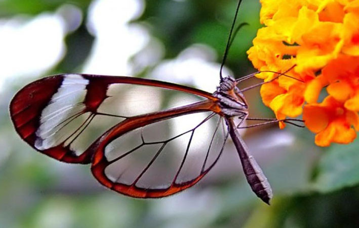 Ky thu ve dep cua loai buom duoc menh danh “canh guong bay”-Hinh-3