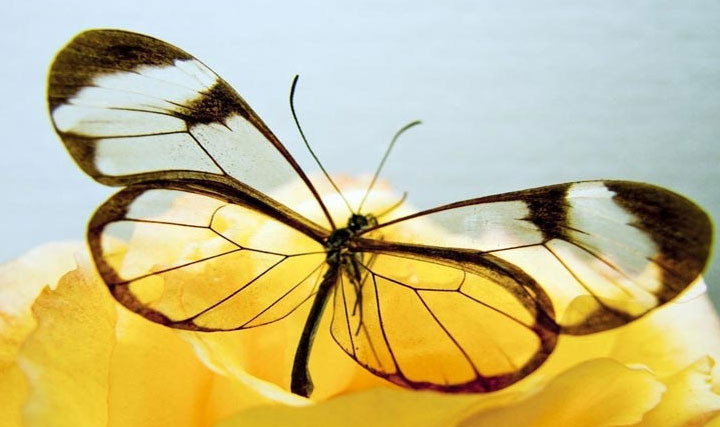 Ky thu ve dep cua loai buom duoc menh danh “canh guong bay”-Hinh-2