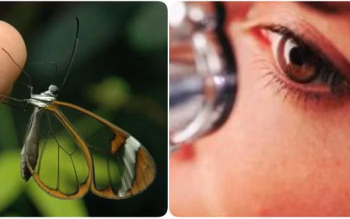 Ky thu ve dep cua loai buom duoc menh danh “canh guong bay”-Hinh-7