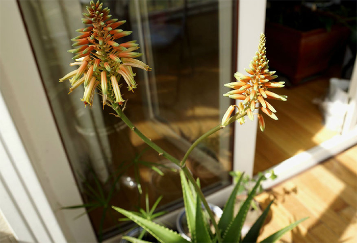 Loai hoa ngan nam no mot lan, gia chu at phat tai ruc ro-Hinh-3