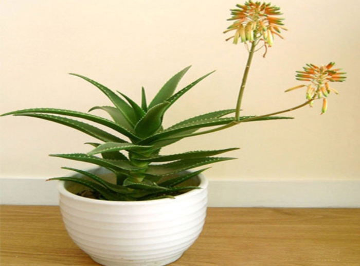 Loai hoa ngan nam no mot lan, gia chu at phat tai ruc ro-Hinh-4