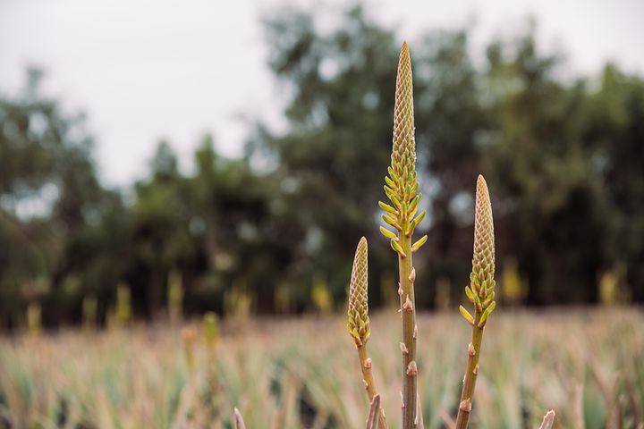 Loai hoa ngan nam no mot lan, gia chu at phat tai ruc ro-Hinh-11
