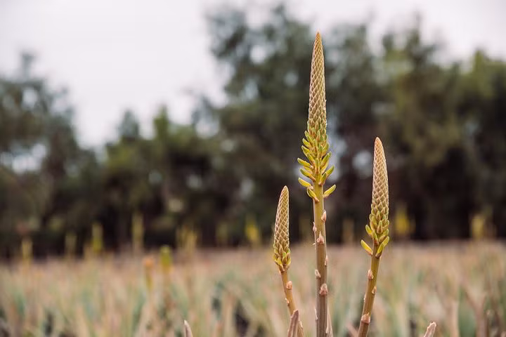 Loai hoa ngan nam no mot lan, gia chu at phat tai ruc ro-Hinh-11