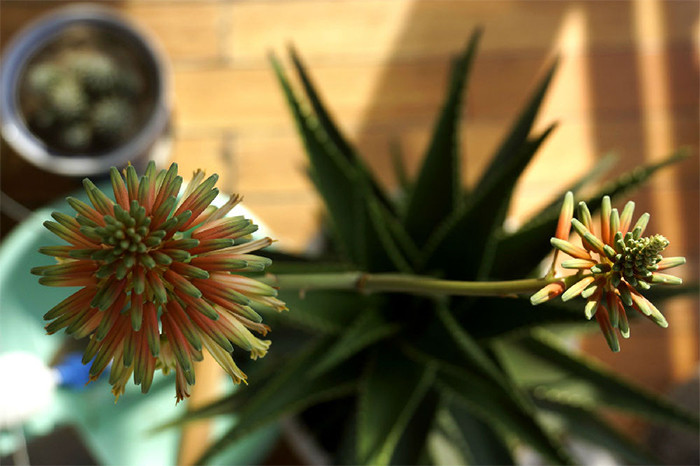 Loai hoa ngan nam no mot lan, gia chu at phat tai ruc ro-Hinh-12