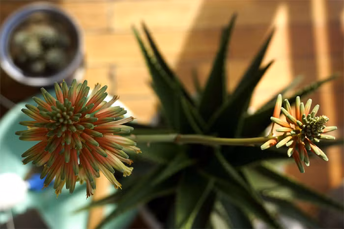 Loai hoa ngan nam no mot lan, gia chu at phat tai ruc ro-Hinh-12