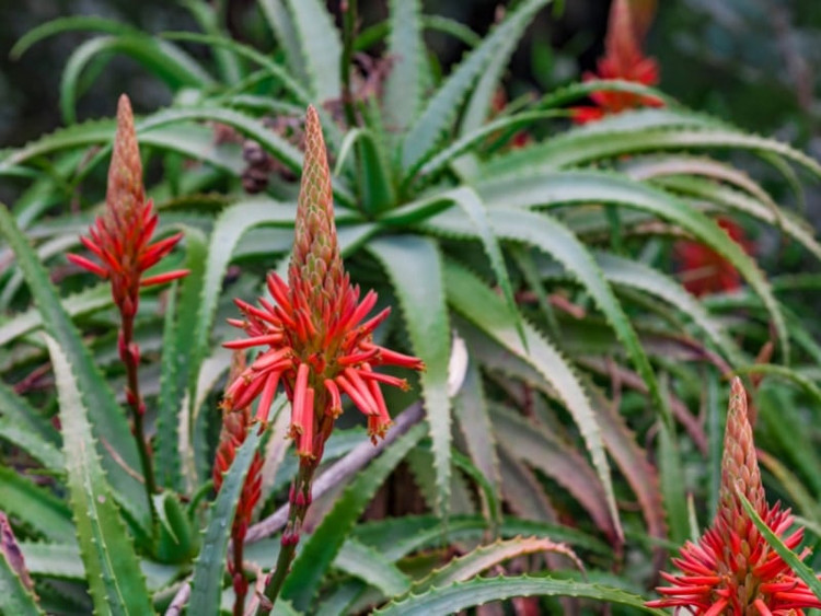 Loai hoa ngan nam no mot lan, gia chu at phat tai ruc ro-Hinh-10