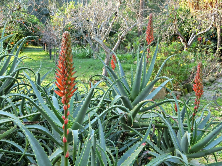 Loai hoa ngan nam no mot lan, gia chu at phat tai ruc ro-Hinh-7