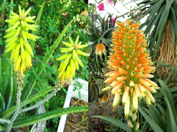 Loai hoa ngan nam no mot lan, gia chu at phat tai ruc ro-Hinh-2