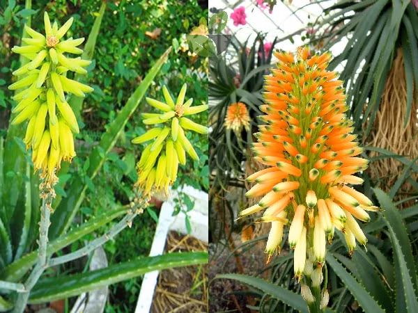 Loai hoa ngan nam no mot lan, gia chu at phat tai ruc ro-Hinh-2