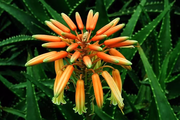 Loai hoa ngan nam no mot lan, gia chu at phat tai ruc ro-Hinh-5