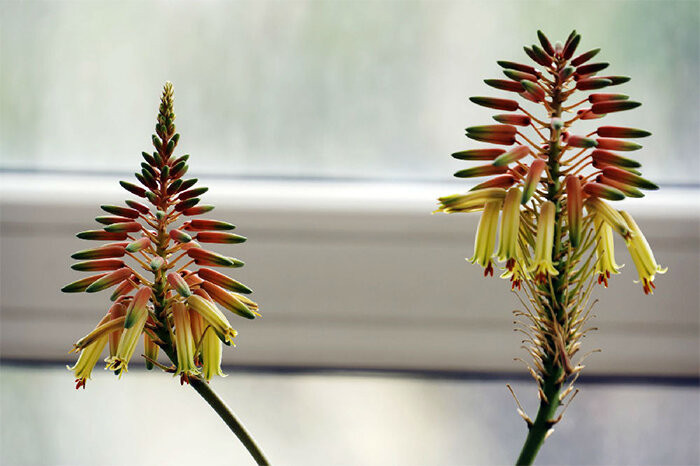 Loai hoa ngan nam no mot lan, gia chu at phat tai ruc ro-Hinh-9