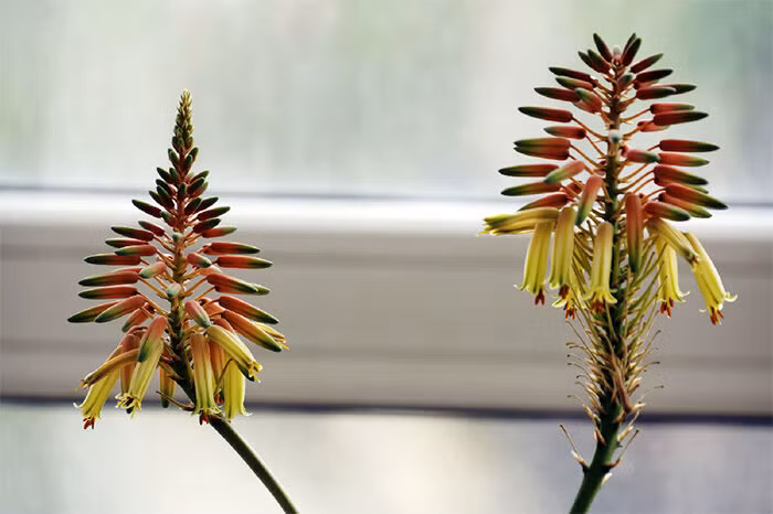 Loai hoa ngan nam no mot lan, gia chu at phat tai ruc ro-Hinh-9