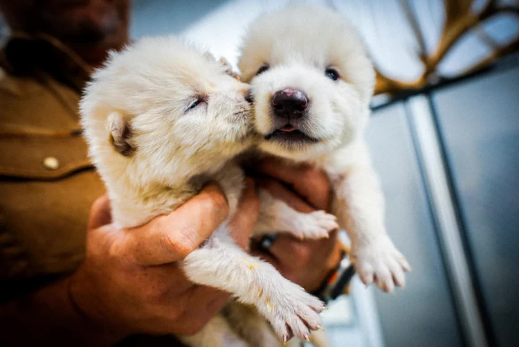 Loai soi huyen thoai tuyet chung hon van nam bat ngo hoi sinh ky dieu
