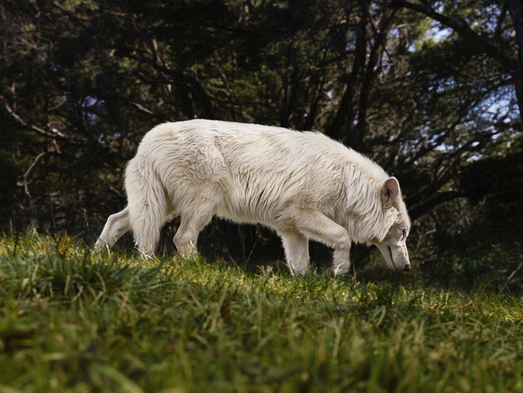 Loai soi huyen thoai tuyet chung hon van nam bat ngo hoi sinh ky dieu-Hinh-7
