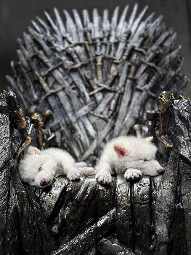 Loai soi huyen thoai tuyet chung hon van nam bat ngo hoi sinh ky dieu-Hinh-4