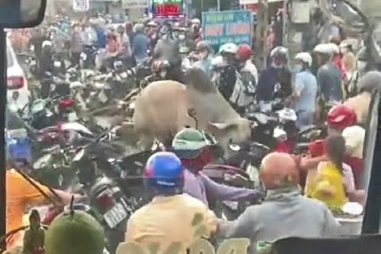 Bò ‘điên’ húc đoàn người đi xe máy trên quốc lộ 1. - Ảnh cắt từ clip