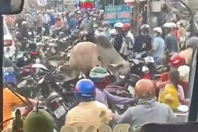 Bò ‘điên’ húc đoàn người đi xe máy trên quốc lộ 1. - Ảnh cắt từ clip