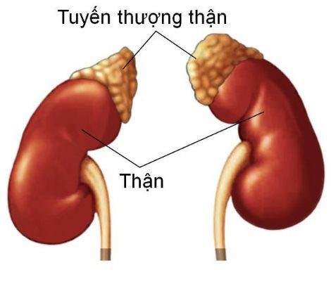 tuyen-thuong-than.png