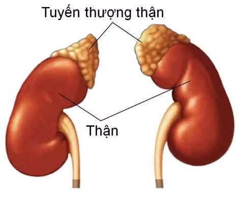 tuyen-thuong-than.png
