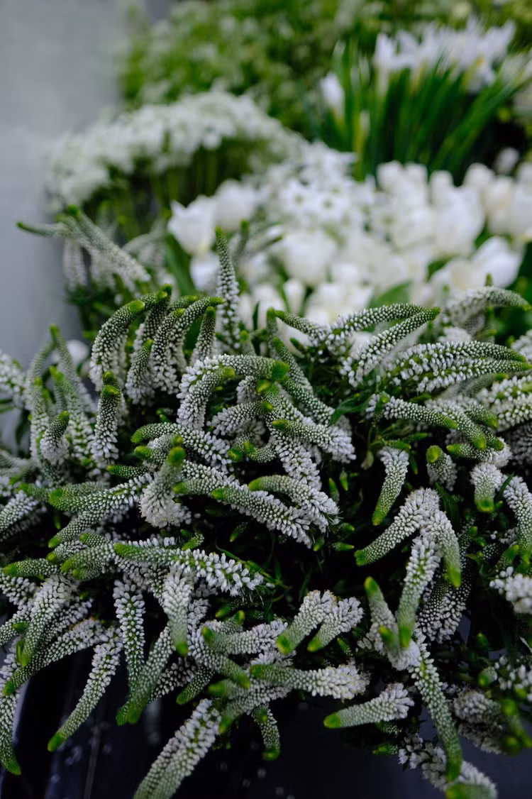 Ngô Thanh Vân hé lộ lễ đường thơ mộng bên bờ biển, dân mạng lo... trời mưa - 4