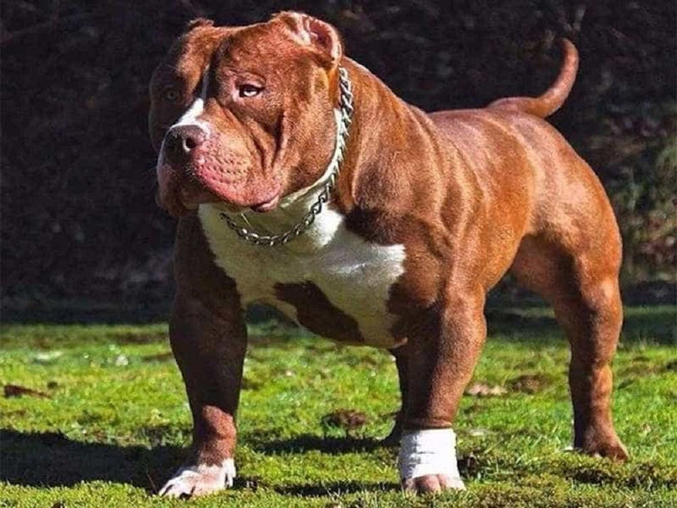 pitbull3_0.jpg