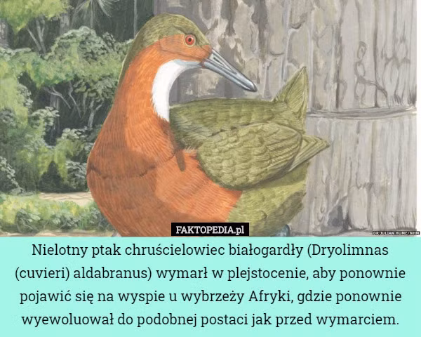 Ngo ngang loai chim tuyet chung hon van nam bat ngo 