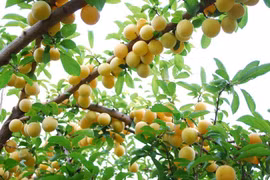 Thủ phủ mơ rừng miền núi phía Bắc và hành trình thương mại hóa